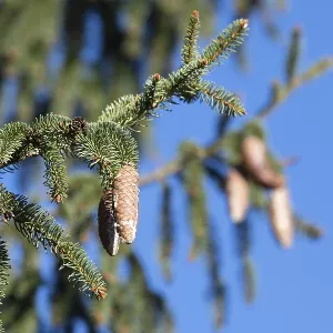 Spruce cones growing on a branch of tree Spruce cones growing on a branch of tree