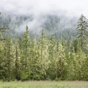 Spruce, covered with bearded lichens (Usnea longissima) Spruce, covered with bearded lichens (Usnea longissima)