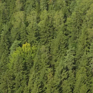 Spruce forest 01 Spruce forest 01