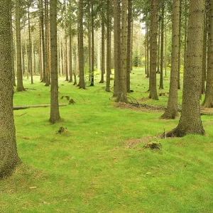 Spruce forest 04 Spruce forest 04