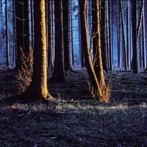 Spruce forest evening light Germany Spruce forest evening light Germany