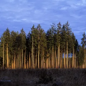 Spruce forest Germany