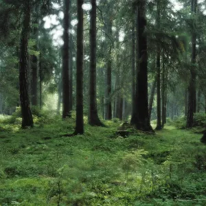 Spruce forest Germany Spruce forest Germany