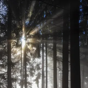 Spruce forest in morning fog with sunbeams