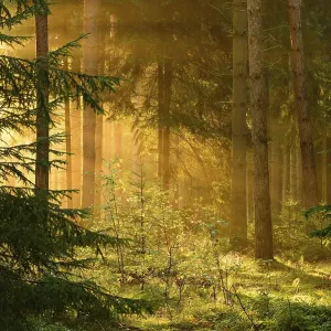Spruce forest in the morning light Spruce forest in the morning light