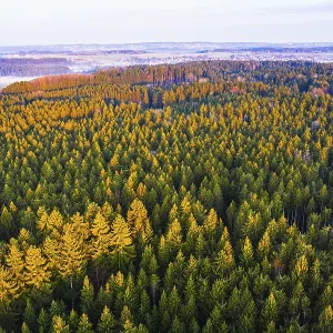 Spruce forest in the morning light Spruce forest in the morning light