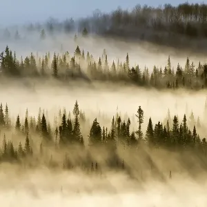 Spruce Forest Print with Morning Mist and Sunrays