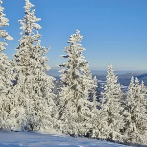 Spruce forest (Picea abies) in winter Spruce forest (Picea abies) in winter
