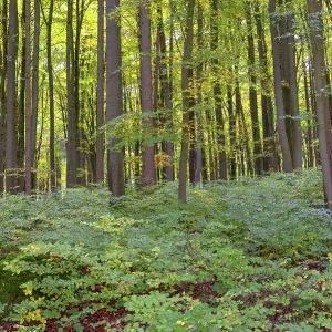 Spruce forest (Picea) with forest floor vegetation