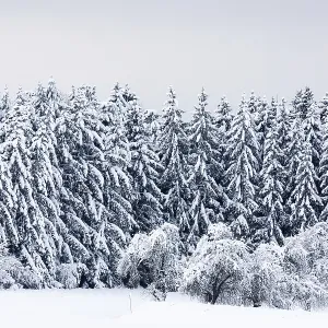 Spruce forest, spruce (Picea), pine (Pinaceae) Spruce forest, spruce (Picea), pine (Pinaceae)