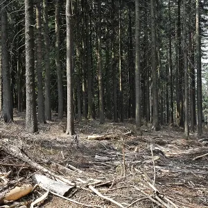 Spruce forest Tiefenbach, Bavaria Germany