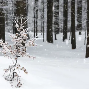 Spruce forest in winter with snow cover