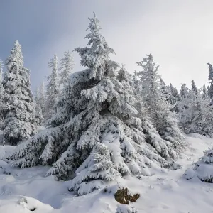Spruce (Picea abies) covered in deep snow in front of a coniferous forest on a sunny day in winter