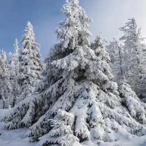 Spruce (Picea abies) covered in deep snow in front of a coniferous forest on a sunny day in winter