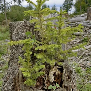 Spruce Regeneration Print, Arnsberg Forest Nature Park, Germany
