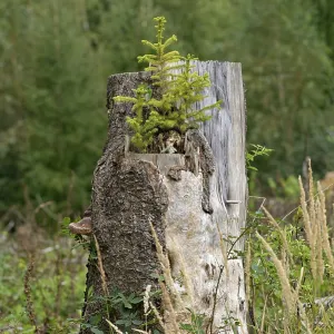 Spruce (Picea abies), young trees growing on a sawn-off and rotten spruce trunk