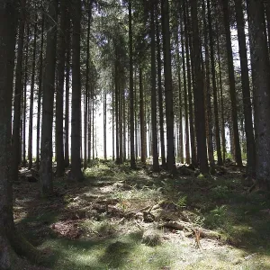 Spruce (Picea), forest, tree trunk