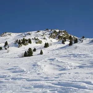 Spruces on a snowy slope of the mountain