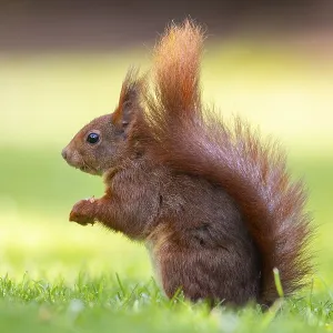 Squirrel (ciurus vulgaris), Vechta Squirrel (ciurus vulgaris), Vechta