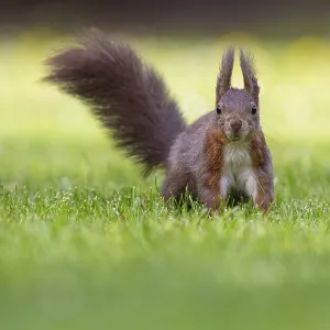 Squirrel (ciurus vulgaris), Vechta Squirrel (ciurus vulgaris), Vechta