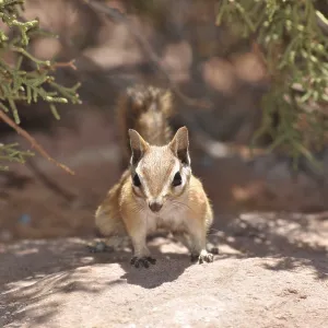 A squirrel, Hopi chipmunk (Tamias rufus) A squirrel, Hopi chipmunk (Tamias rufus)