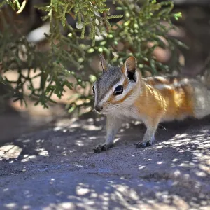 A squirrel, Hopi chipmunk (Tamias rufus) A squirrel, Hopi chipmunk (Tamias rufus)