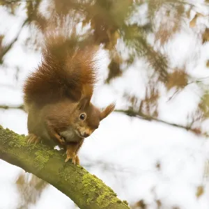 Squirrel (Sciurus vulgaris) on a branch with autumn leaves in the background Squirrel (Sciurus vulgaris) on a branch with autumn leaves in the background