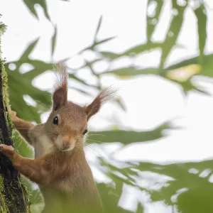 A squirrel (Sciurus vulgaris) clings to a tree surrounded by green leaves