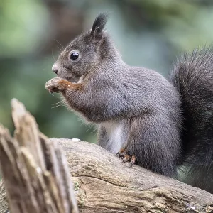 Squirrel (Sciurus vulgaris), Emsland