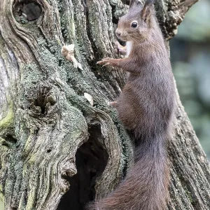 Squirrel (Sciurus vulgaris), Emsland