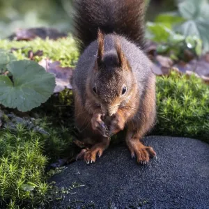 Squirrel (Sciurus vulgaris), Emsland