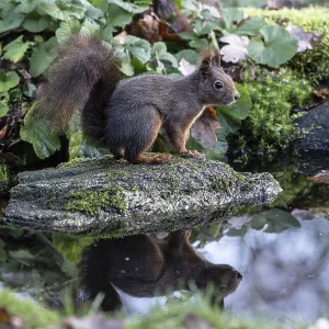 Squirrel (Sciurus vulgaris), Emsland