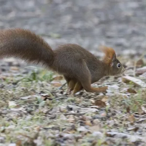 A squirrel (Sciurus vulgaris) running across forest-covered ground in autumn