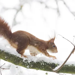 A squirrel (Sciurus vulgaris) running across a snow-covered branch in a wintry environment A squirrel (Sciurus vulgaris) running across a snow-covered branch in a wintry environment