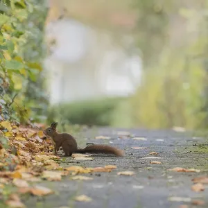 A squirrel (Sciurus vulgaris) sits on a path covered with leaves