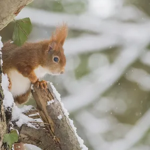 A squirrel (Sciurus vulgaris) sitting on a snow-covered tree in a wintry forest A squirrel (Sciurus vulgaris) sitting on a snow-covered tree in a wintry forest