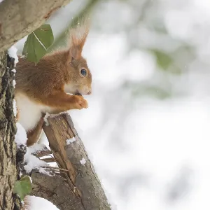 A squirrel (Sciurus vulgaris) sitting on a tree trunk A squirrel (Sciurus vulgaris) sitting on a tree trunk
