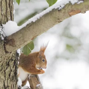 A squirrel (Sciurus vulgaris) sitting on a tree trunk A squirrel (Sciurus vulgaris) sitting on a tree trunk
