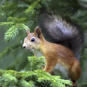 Squirrel, (Sciurus vulgaris), young animal Squirrel, (Sciurus vulgaris), young animal
