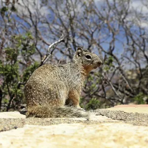 Grand Canyon Squirrel Print - Arizona, USA Grand Canyon Squirrel Print - Arizona, USA