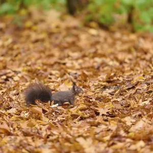 Squirrel sitting among brown autumn leaves in forest Squirrel sitting among brown autumn leaves in forest
