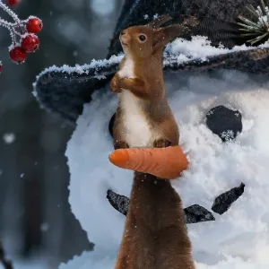 Squirrel sitting on a snowman's carrot nose<br> Squirrel sitting on a snowman's carrot nose