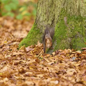 A squirrel stands at the foot of a tree covered with moss in autumn forest A squirrel stands at the foot of a tree covered with moss in autumn forest