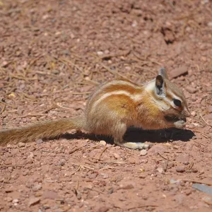 A squirrel with striped fur, Hopi chipmunk (Tamias rufus) A squirrel with striped fur, Hopi chipmunk (Tamias rufus)