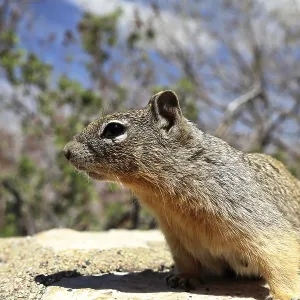 Grand Canyon Squirrels Print, Arizona, USA Grand Canyon Squirrels Print, Arizona, USA