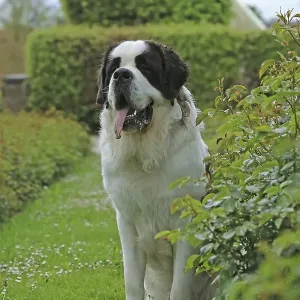 St Bernard, St Bernard dog