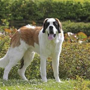 St Bernard, St Bernard dog