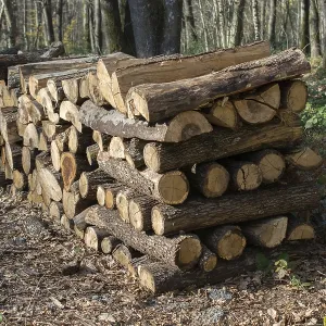 Stack of tree trunks piled up wood logs in forest Stack of tree trunks piled up wood logs in forest