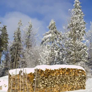 Stacked firewood, Waldviertel, Lower Austria Stacked firewood, Waldviertel, Lower Austria