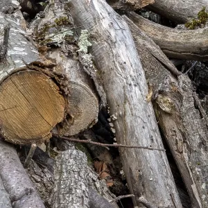 Stacked Logs Print, Massif Central, France